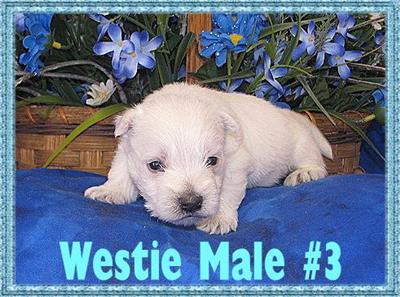 Puppies in KY